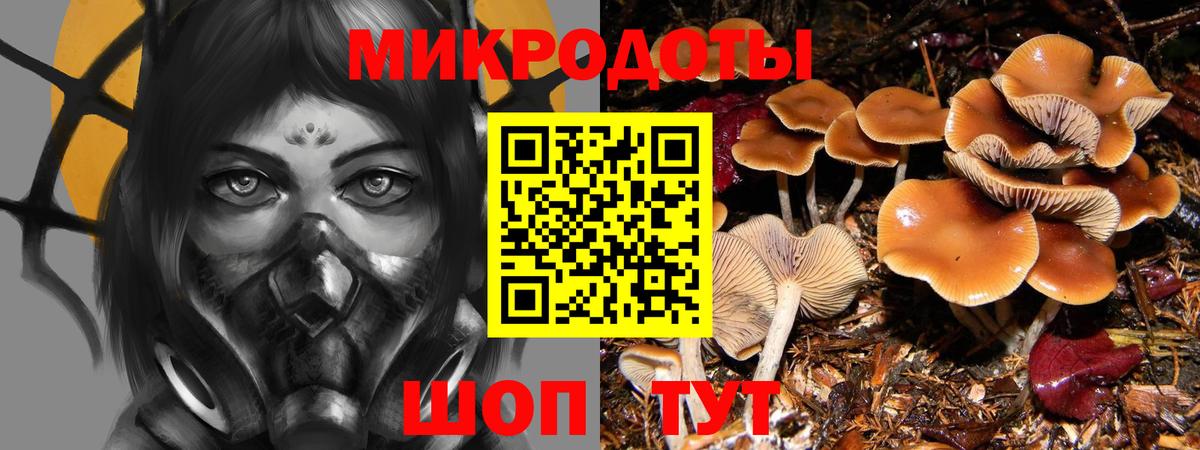 Галлюциногенные грибы Psilocybe Йошкар-Ола